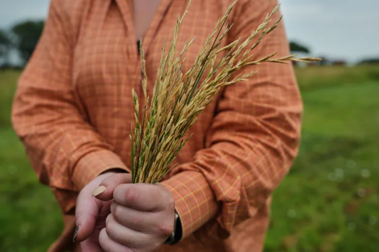 Farmers turn to perennial grains as one solution to extreme weather